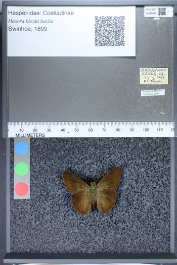 Media type: image;   Entomology 59063